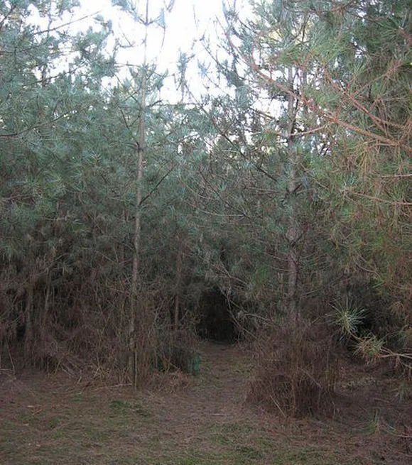 Fotografia de 2006 mostrando a regi&atilde;o da floresta onde os relatos situam parte dos acontecimentos. N&atilde;o mostra qualquer objeto desconhecido.